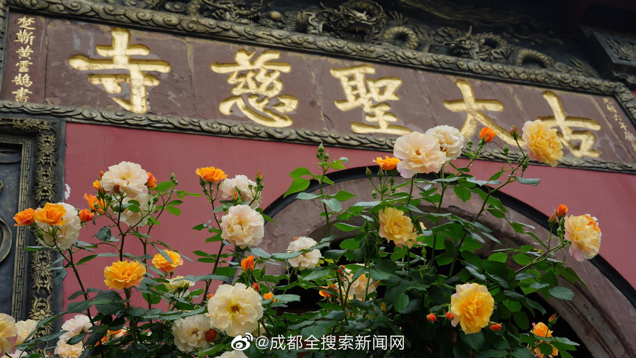 熟芝麻和生芝麻的区别