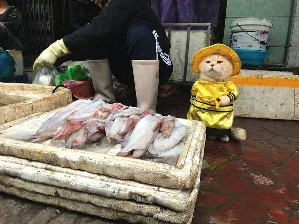 蕨菜怎么保存到下半年