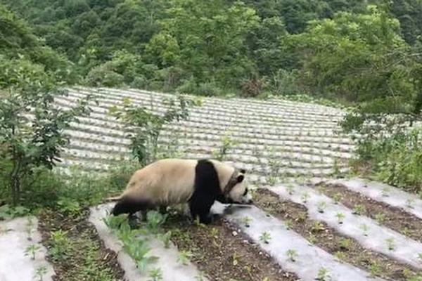 男士衬衫39相当于什么尺码