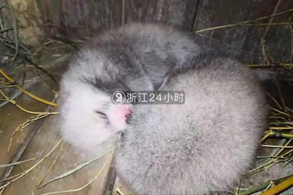 梗概是什么意思啊