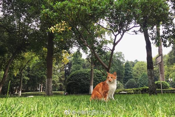 野生葫芦娃是什么梗