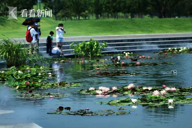 蟋蟀靠什么发出声音